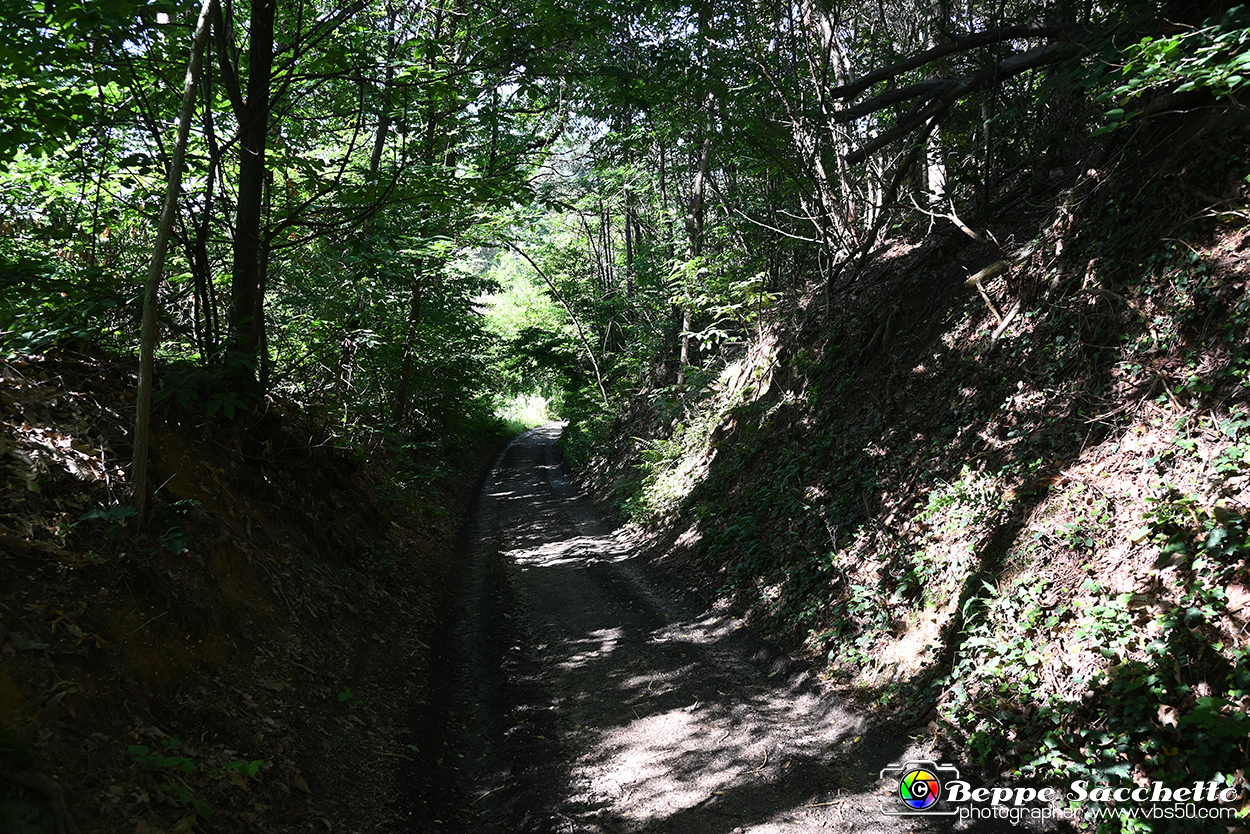 VBS_4658 - Il bosco fatato - Montaldo Roero.jpg